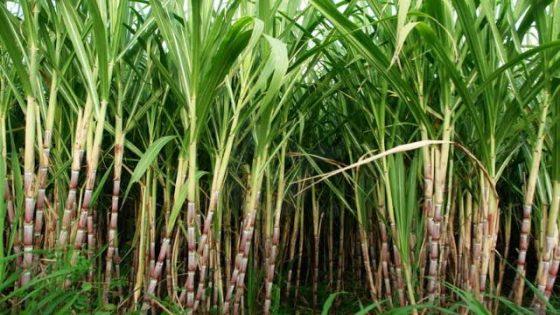 تحذير برلماني من تدمير زراعة قصب السكر