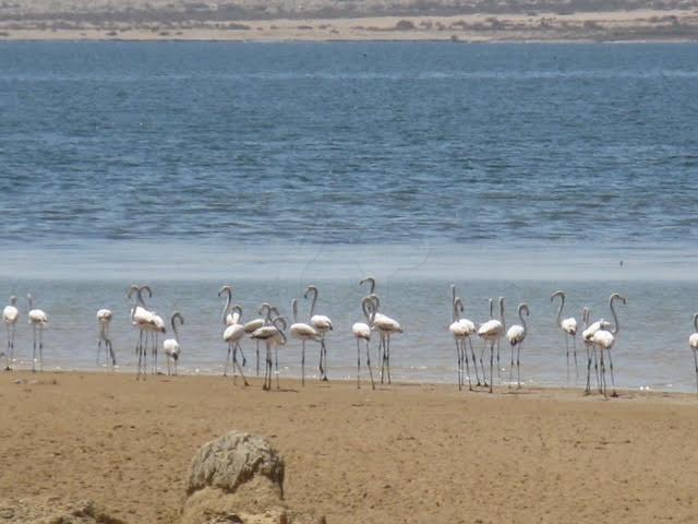 بحيرات الفيوم تستقبل طيور العالم المهاجرة - 5 - سيناء الإخبارية