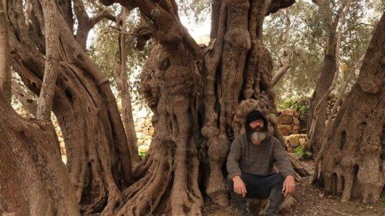 عمرها 5 آلاف عام.. الاحتلال الإسرائيلي يهدد بقطع ثاني أقدم شجرة زيتون في العالم