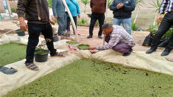 نجاح زراعة نبات الأزولا لأول مرة بجنوب سيناء.. ووكيل الزراعة ينصح مربي الدواجن به