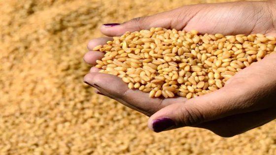 جنوب سيناء ضمن أربع محافظات افتتحت موسم توريد القمح لعام 2024