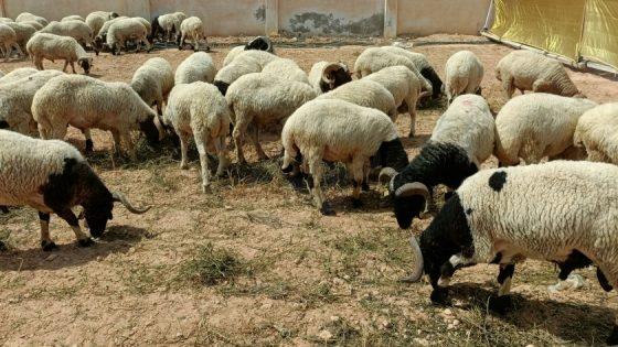 “الزراعة” تواصل دعم التنمية في شمال سيناء بتوزيع رؤوس أغنام على المربين