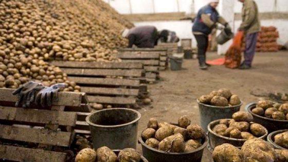 إجراءات جديدة من وزارة الزراعة اللبنانية تؤثر على الصادرات المصرية