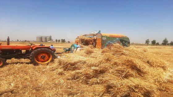 حصاد وفير في يوم حصاد القمح المزروع بالأساليب الحديثة