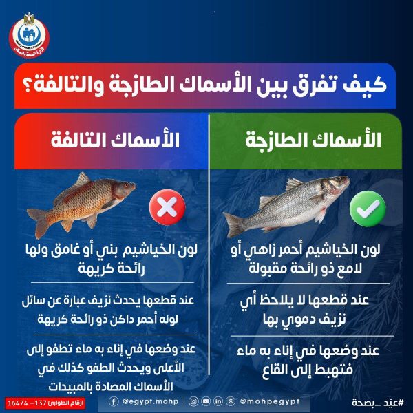 كيف تفرّق بين الأسماك الطازجة والفاسدة؟ - 4 - سيناء الإخبارية كيف تفرّق بين الأسماك الطازجة والفاسدة؟ - 3 - سيناء الإخبارية