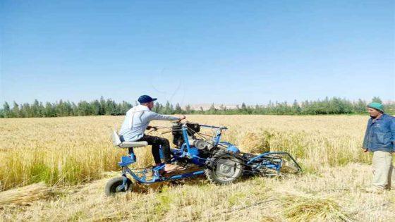 قوافل زراعية تجوب مزارع طور سيناء لحث المزارعين على توريد القمح