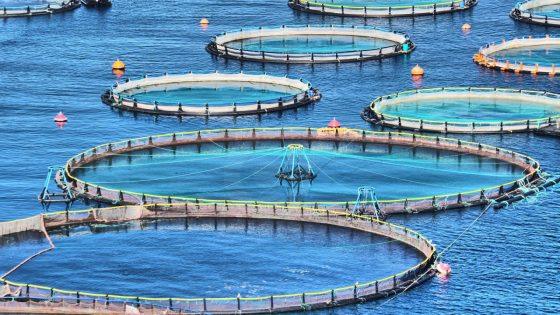 الاستزراع السمكي في مصر ــ مزارع الأسماك