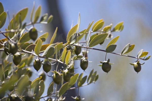 "الجوجوبا" الذهب الأخضر: "الوطنية للزراعة" تكشف عن فوائد مذهلة - 14 - سيناء الإخبارية "الجوجوبا" الذهب الأخضر: "الوطنية للزراعة" تكشف عن فوائد مذهلة - 13 - سيناء الإخبارية