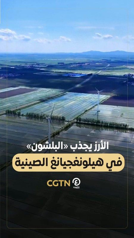 الأرز يجذب " طيور البلشون " للتوقف والراحة في هيلونغجيانغ الصينية - 20 - سيناء الإخبارية الأرز يجذب " طيور البلشون " للتوقف والراحة في هيلونغجيانغ الصينية - 19 - سيناء الإخبارية