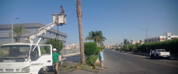 حملات نظافة مكثفة لزراعة أشجار النخيل وتقليم الأشجار بجنوب سيناء - 1 - سيناء الإخبارية