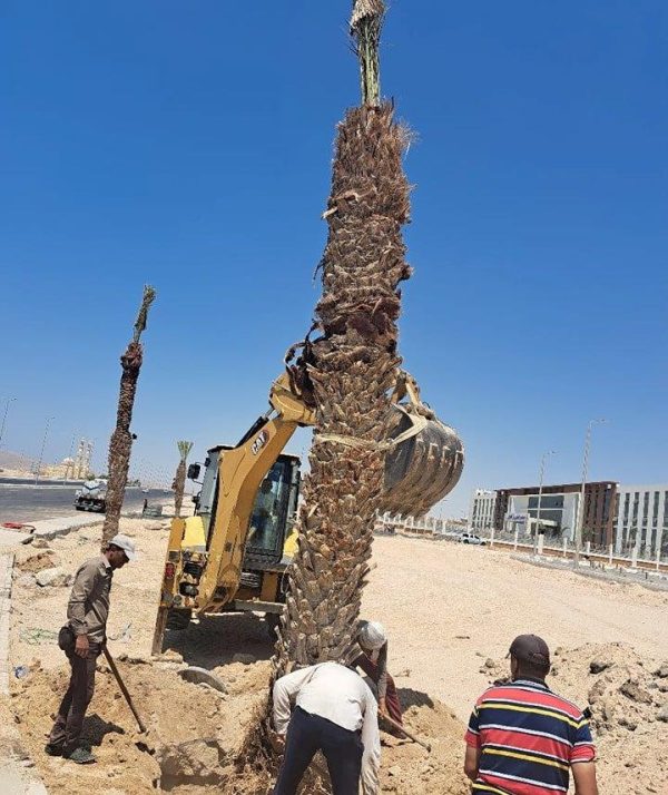 حملات نظافة مكثفة لزراعة أشجار النخيل وتقليم الأشجار بجنوب سيناء - 5 - سيناء الإخبارية