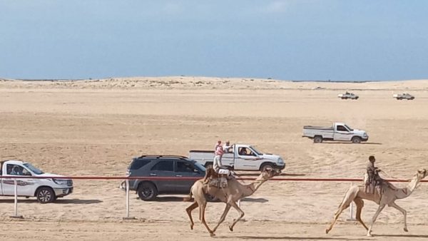 انطلاق سباق الهجن التنشيطي بالكيلو 17 غرب مدينة العريش في شمال سيناء - 7 - سيناء الإخبارية