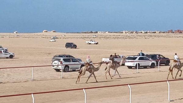 سلامة إبراهيم: سباق الهجن في مدينة العريش تحول إلى حدث وطني كبير - 11 - سيناء الإخبارية