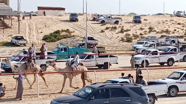 انطلاق سباق الهجن التنشيطي بالكيلو 17 غرب مدينة العريش في شمال سيناء - 13 - سيناء الإخبارية