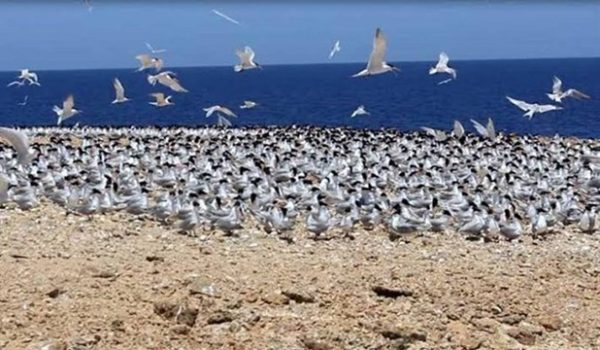 محمية الزرانيق على ساحل شمال سيناء..محطة رئيسية لهجرة الطيور - 5 - سيناء الإخبارية