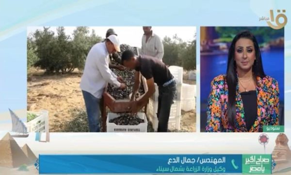 إنتاج سنوي من الزيتون بشمال سيناء يتراوح من 2.5 إلى 3 أطنان للفدان على مساحة 21 ألف فدان - 5 - سيناء الإخبارية