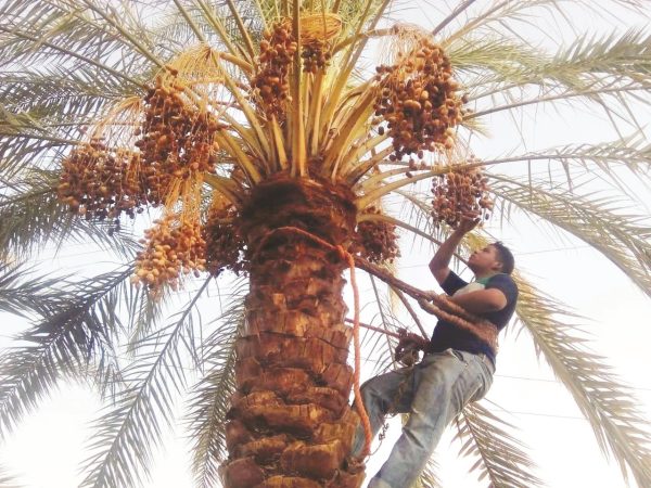 شمال سيناء تحتفل بموسم حصاد البلح.. عرس زراعي يجمع بين التراث والاقتصاد المحلي - 3 - سيناء الإخبارية