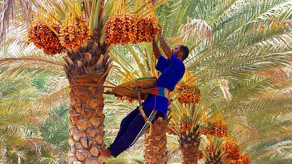 شمال سيناء تحتفل بموسم حصاد البلح.. عرس زراعي يجمع بين التراث والاقتصاد المحلي - 1 - سيناء الإخبارية