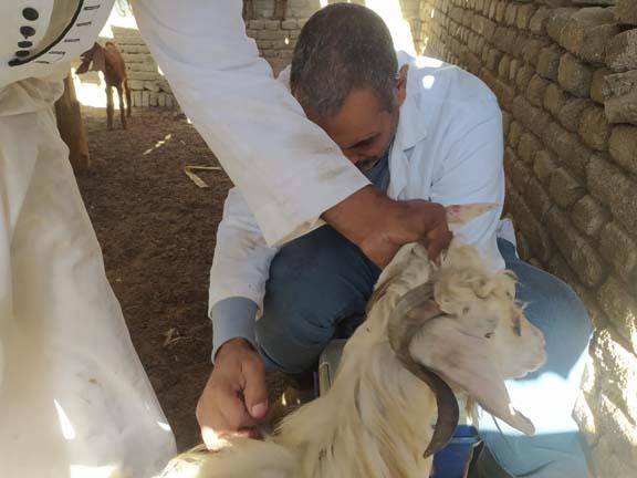 العديد من القوافل الطبية البيطرية تزامنًا مع الاحتفال بيوم الفلاح بجنوب سيناء - 1 - سيناء الإخبارية