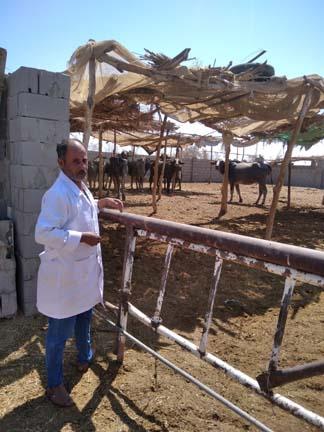 العديد من القوافل الطبية البيطرية تزامنًا مع الاحتفال بيوم الفلاح بجنوب سيناء - 5 - سيناء الإخبارية