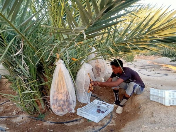 تمور نخيل المجدول بطور سيناء تنافس عالميًا على مستوى مصر والعالم العربي - 1 - سيناء الإخبارية