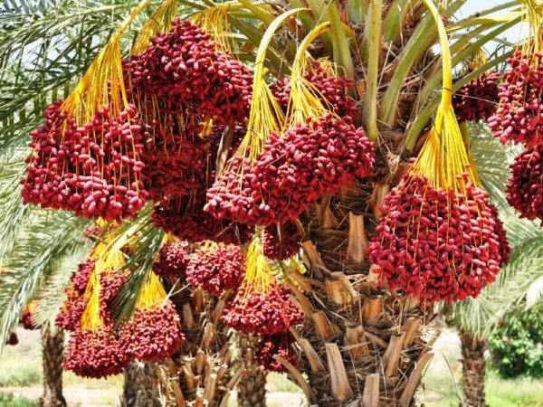 تمور نخيل المجدول بطور سيناء تنافس عالميًا على مستوى مصر والعالم العربي - 3 - سيناء الإخبارية