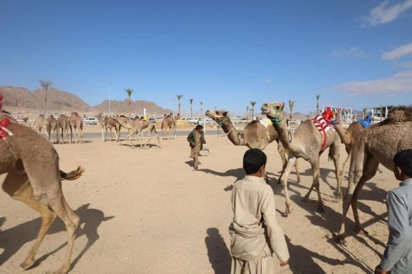 شمال سيناء تتمتع بالطابع الساحلي الصحراوي لتصبح وجهة محببة إلى القلب في اليوم العالمي للسياحة - 5 - سيناء الإخبارية