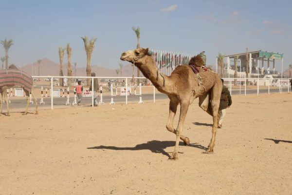 شمال سيناء تتمتع بالطابع الساحلي الصحراوي لتصبح وجهة محببة إلى القلب في اليوم العالمي للسياحة - 9 - سيناء الإخبارية