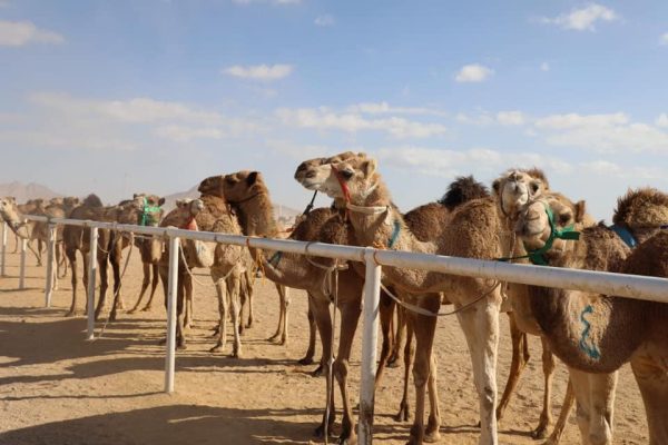 شمال سيناء تتمتع بالطابع الساحلي الصحراوي لتصبح وجهة محببة إلى القلب في اليوم العالمي للسياحة - 11 - سيناء الإخبارية