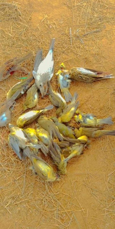 شمال سيناء تحتفل بموسم صيد الطيور المهاجرة وسط تقاليد عريقة وضوابط صارمة - 5 - سيناء الإخبارية