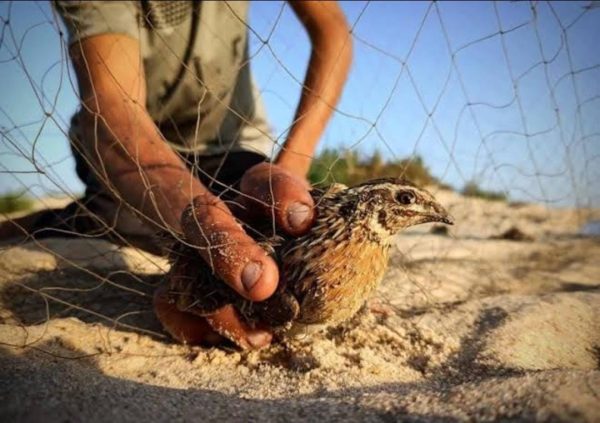 موسم صيد الطيور المهاجرة في شمال سيناء بين التراث والتحديات البيئية - 1 - سيناء الإخبارية
