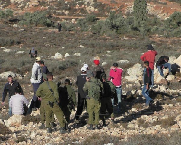 مستوطنون إسرائيليون يهاجمون بلدة جبع في الضفة الغربية ويقتلعون أشجار الزيتون - 3 - سيناء الإخبارية