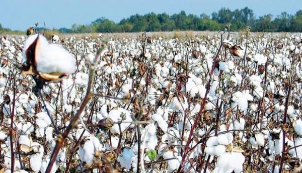 مصر تبدأ جني القطن قصير التيلة شرق العوينات وتخطط للتوسع لتوفير مليار دولار سنوياً - 1 - سيناء الإخبارية