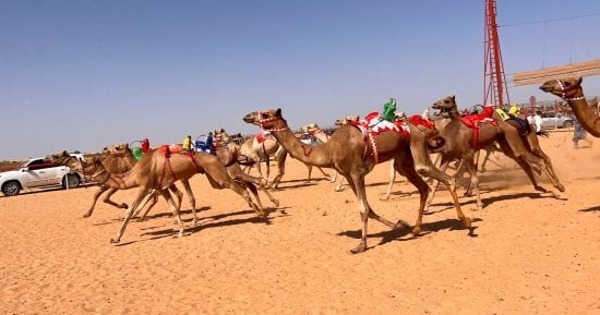 إنهاء الاستعدادات الأخيرة لاستقبال الضيوف بفعاليات سباق الهجن بشمال سيناء - 1 - سيناء الإخبارية