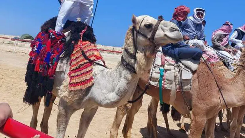 العلمين الجديدة تشهد انطلاق أول سباق للهجن بمشاركة 500 متسابق و32 شوطًا حماسيًا - 1 - سيناء الإخبارية