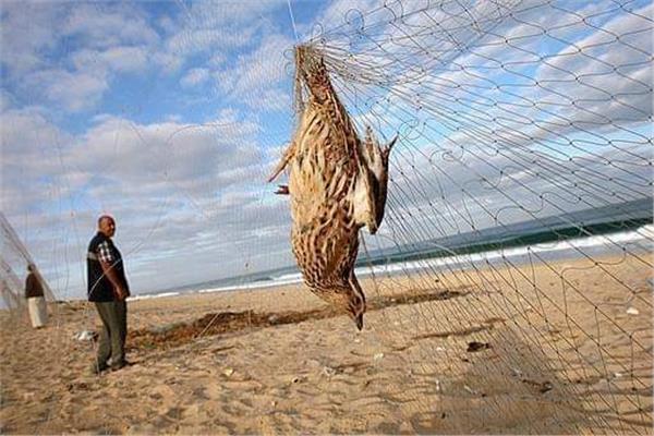 بدء موسم صيد السمان والشرشير الصيفي بمحافظة شمال سيناء - 1 - سيناء الإخبارية