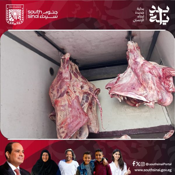 تموين جنوب سيناء توزع 6 عجول ضمن مبادرة لتوفير اللحوم الطازجة سعر 285 جنيهًا للكيلو - 1 - سيناء الإخبارية