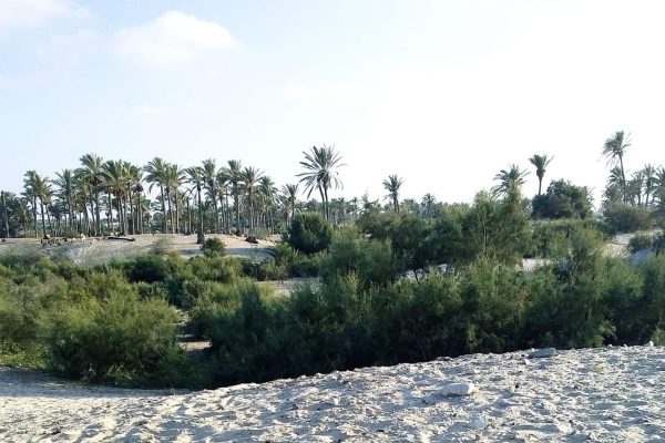سبخة الشيخ زويد من أبرز المعالم الطبيعية والتاريخية في شمال سيناء - 9 - سيناء الإخبارية