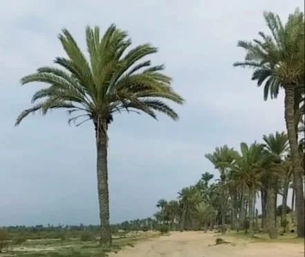 سبخة الشيخ زويد من أبرز المعالم الطبيعية والتاريخية في شمال سيناء - 11 - سيناء الإخبارية