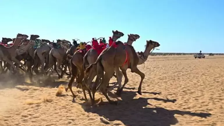عدم حضور وزير الشباب والرياضة وراء تأجيل فعاليات سباق الهجن بشمال سيناء - 3 - سيناء الإخبارية