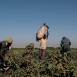 السودان بين مطرقة الحرب وسندان الجوع.. الحرب تدمر القطاع الزراعي وتدفع الملايين لتناول أوراق الأشجار - 1 - سيناء الإخبارية