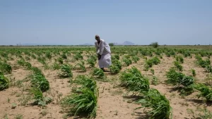السودان بين مطرقة الحرب وسندان الجوع.. الحرب تدمر القطاع الزراعي وتدفع الملايين لتناول أوراق الأشجار - 1 - سيناء الإخبارية