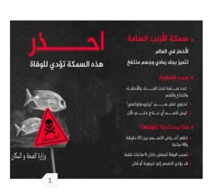 تحذيرات عاجلة من مديرية الصحة في شمال سيناء: سمكة الأرنب تهدد الأرواح بسمها القاتل - 1 - سيناء الإخبارية