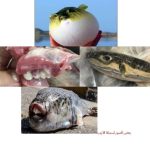 تحذيرات عاجلة من مديرية الصحة في شمال سيناء: سمكة الأرنب تهدد الأرواح بسمها القاتل - 1 - سيناء الإخبارية