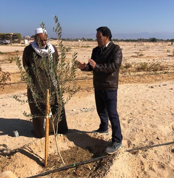 قافلة زراعية في جنوب سيناء لمتابعة محاصيل الزيتون والقمح بنوبيع - 1 - سيناء الإخبارية