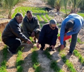 قافلة زراعية في جنوب سيناء لمتابعة محاصيل الزيتون والقمح بنوبيع - 3 - سيناء الإخبارية