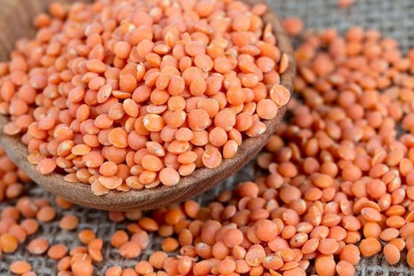 العدس ملك السفرة المصرية كنز غذائي متعدد الفوائد.. سر الطاقة والدفء في فصل الشتاء - 1 - سيناء الإخبارية