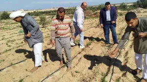 جنوب رفح يشهد نشاطًا زراعيًا مكثفًا بزراعة نحو 70 فدانًا بمحاصيل متنوعة - 1 - سيناء الإخبارية