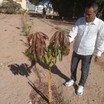 زراعة جنوب سيناء تتابع مشروع "100 مليون شجرة" في مدينة دهب - 1 - سيناء الإخبارية