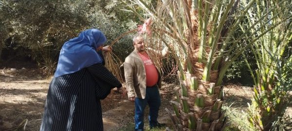 قافلة زراعية شاملة تجوب قرية الجبيل بجنوب سيناء لتحسين إنتاجية النخيل والزيتون - 1 - سيناء الإخبارية